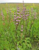 Phlomoides tuberosa