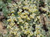 Artemisia cuspidata