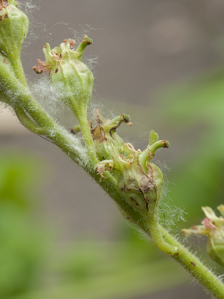 Изображение особи Tellima grandiflora.