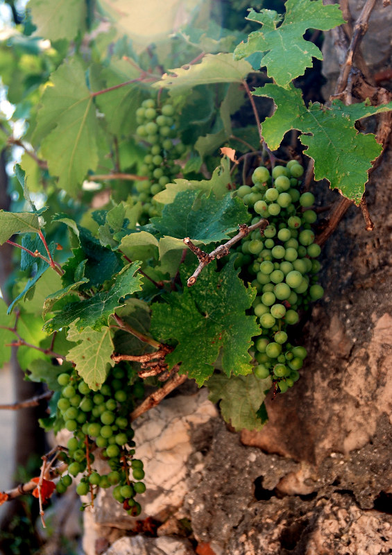 Image of Vitis vinifera specimen.