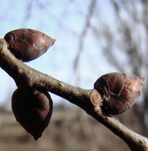 Изображение особи Ulmus laevis.