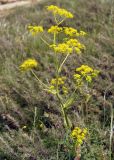 Ferula kelleri