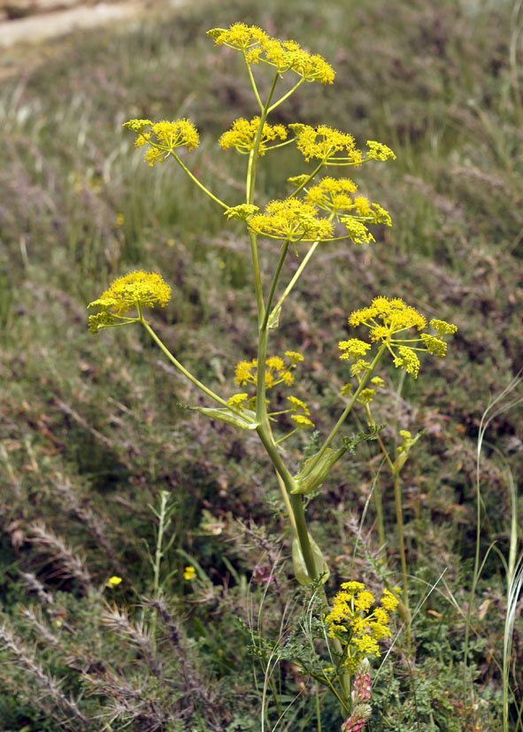 Изображение особи Ferula kelleri.