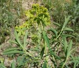 Euphorbia soongarica