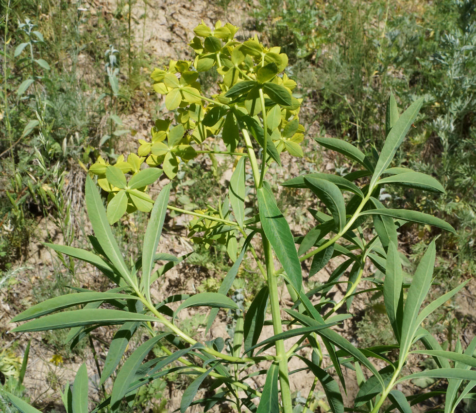 Изображение особи Euphorbia soongarica.