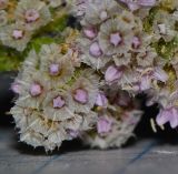 Psylliostachys spicata