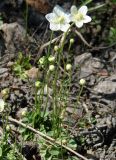 Parnassia palustris. Цветущие растения. Якутия (Саха), Нерюнгринский р-н, перевал Тит. 26.08.2008.