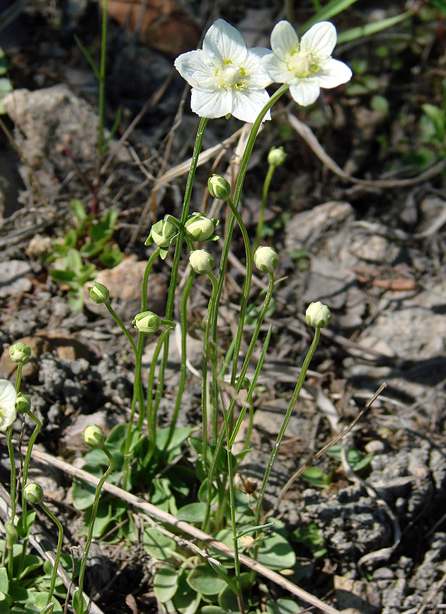 Image of Parnassia palustris specimen.