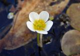 Ranunculus circinatus. Цветок. Новгородская обл., г. Боровичи, отмель у правого берега р. Мста недалеко от Бобровских гор. 28.06.2015.