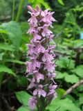 Dactylorhiza fuchsii