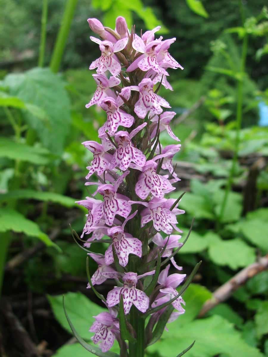 Изображение особи Dactylorhiza fuchsii.