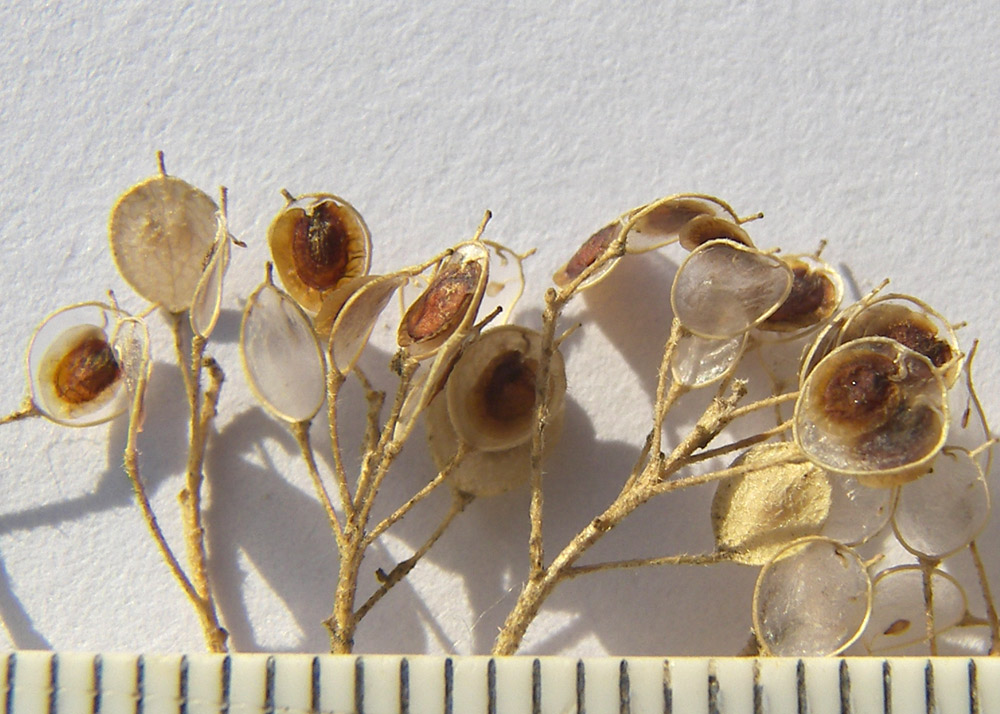 Изображение особи Odontarrhena muralis.