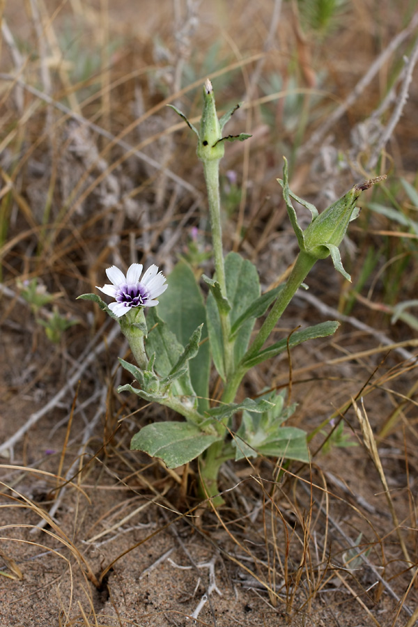 Изображение особи Epilasia mirabilis.