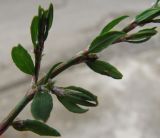 Polygonum aviculare. Часть цветущего растения. Абхазия, Гудаутский р-н, г. Новый Афон, Афонская гора. 18 августа 2009 г.