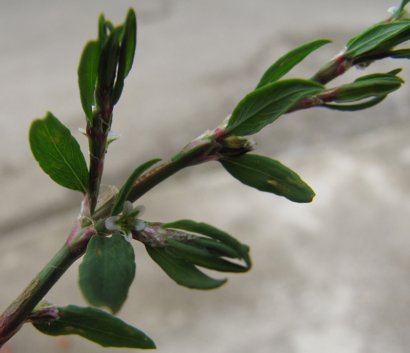 Image of Polygonum aviculare specimen.