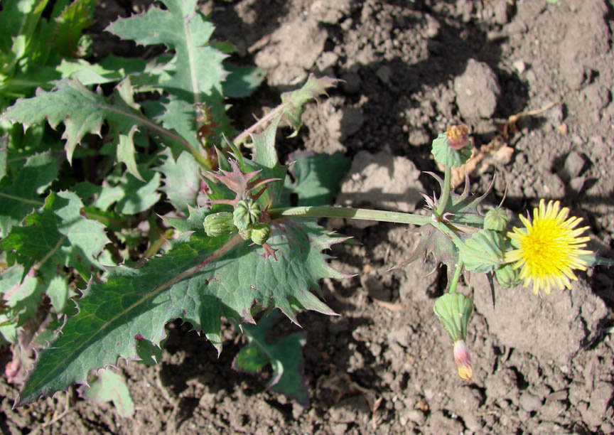 Image of Sonchus oleraceus specimen.