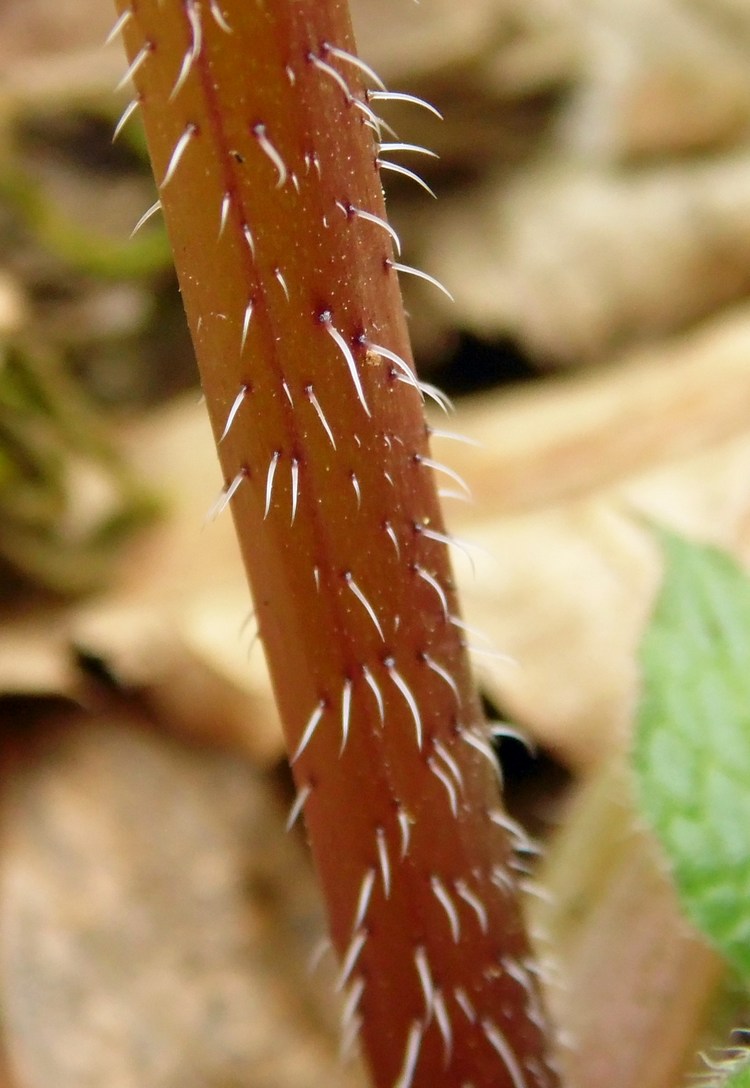 Изображение особи Symphytum grandiflorum.