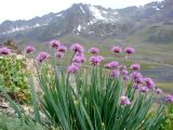 Allium carolinianum. Верхушки цветущих растений. Узбекистан, Ташкентская обл., Чаткальский хребет, Чаткальский биосферный заповедник, верховье Ташкескенсая, высота ≈ 3200 м н.у.м. Август 2013 г.