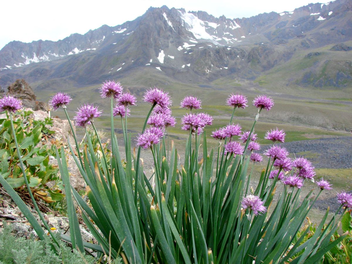 Image of Allium carolinianum specimen.