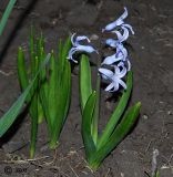 Hyacinthus orientalis