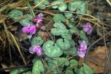 Cyclamen coum. Цветущее растение. Краснодарский край, Большой Сочи, окр. пос. Каткова Щель. 28.03.2007.