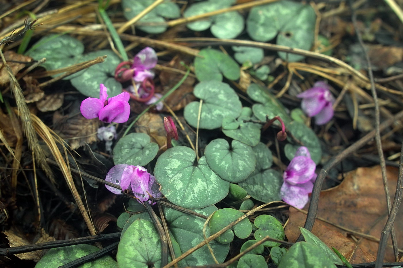 Image of Cyclamen coum specimen.