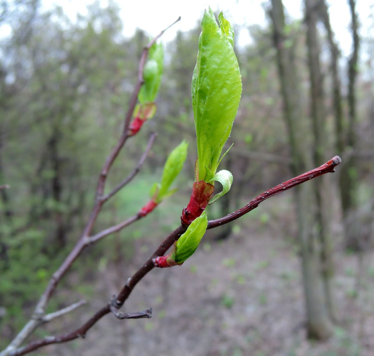 Image of Crataegus rivularis specimen.