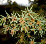 Juniperus deltoides