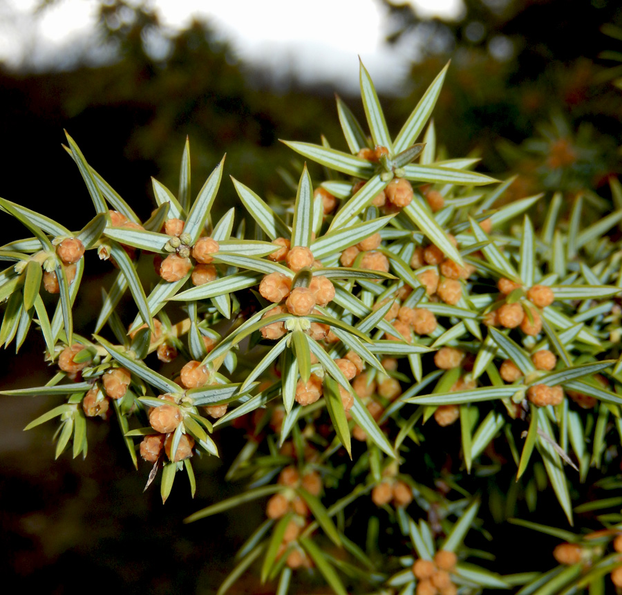 Image of Juniperus deltoides specimen.