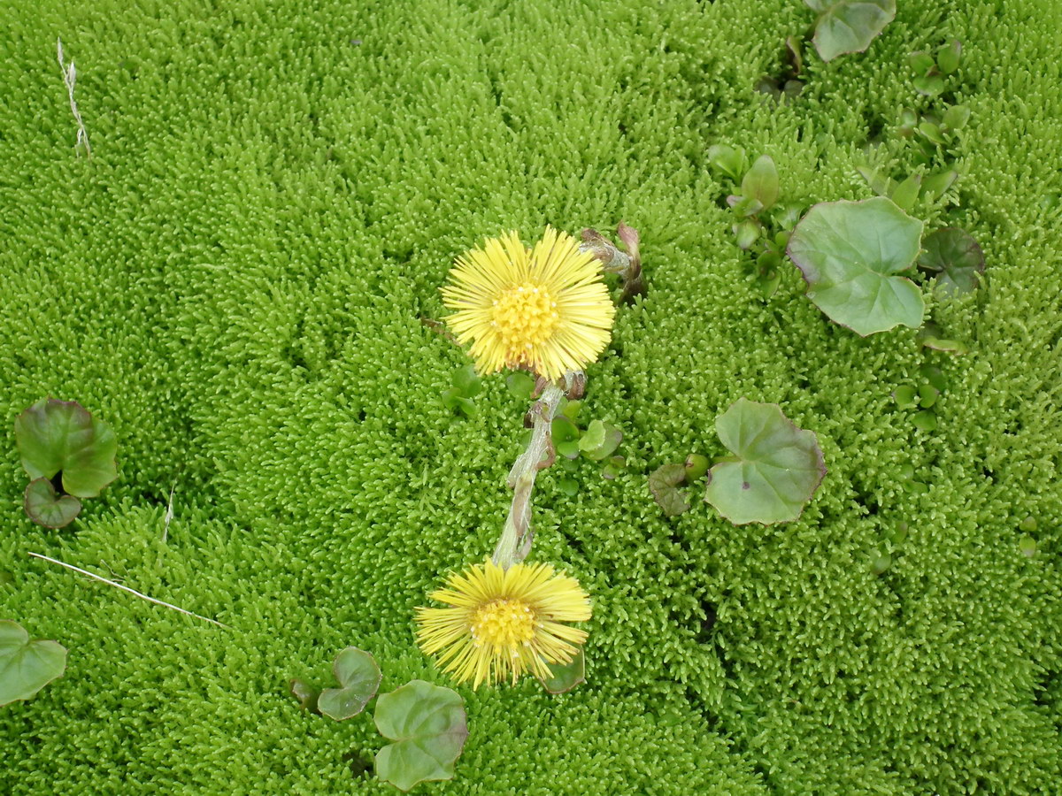 Изображение особи Tussilago farfara.