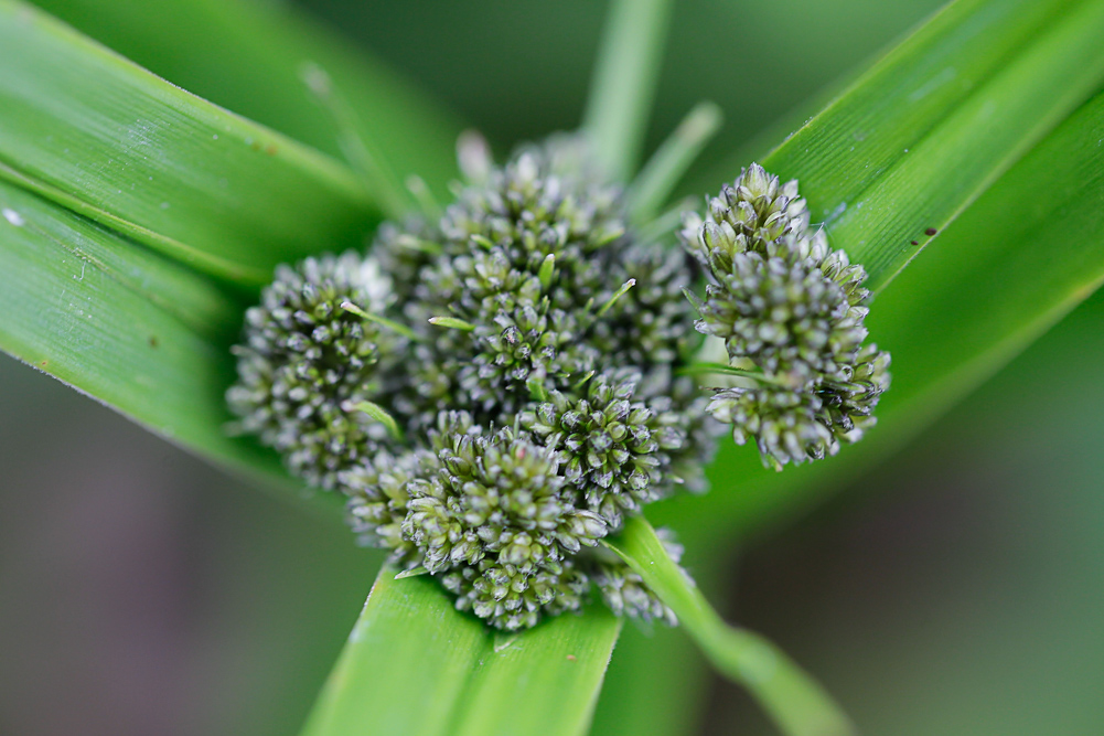 Изображение особи Scirpus sylvaticus.