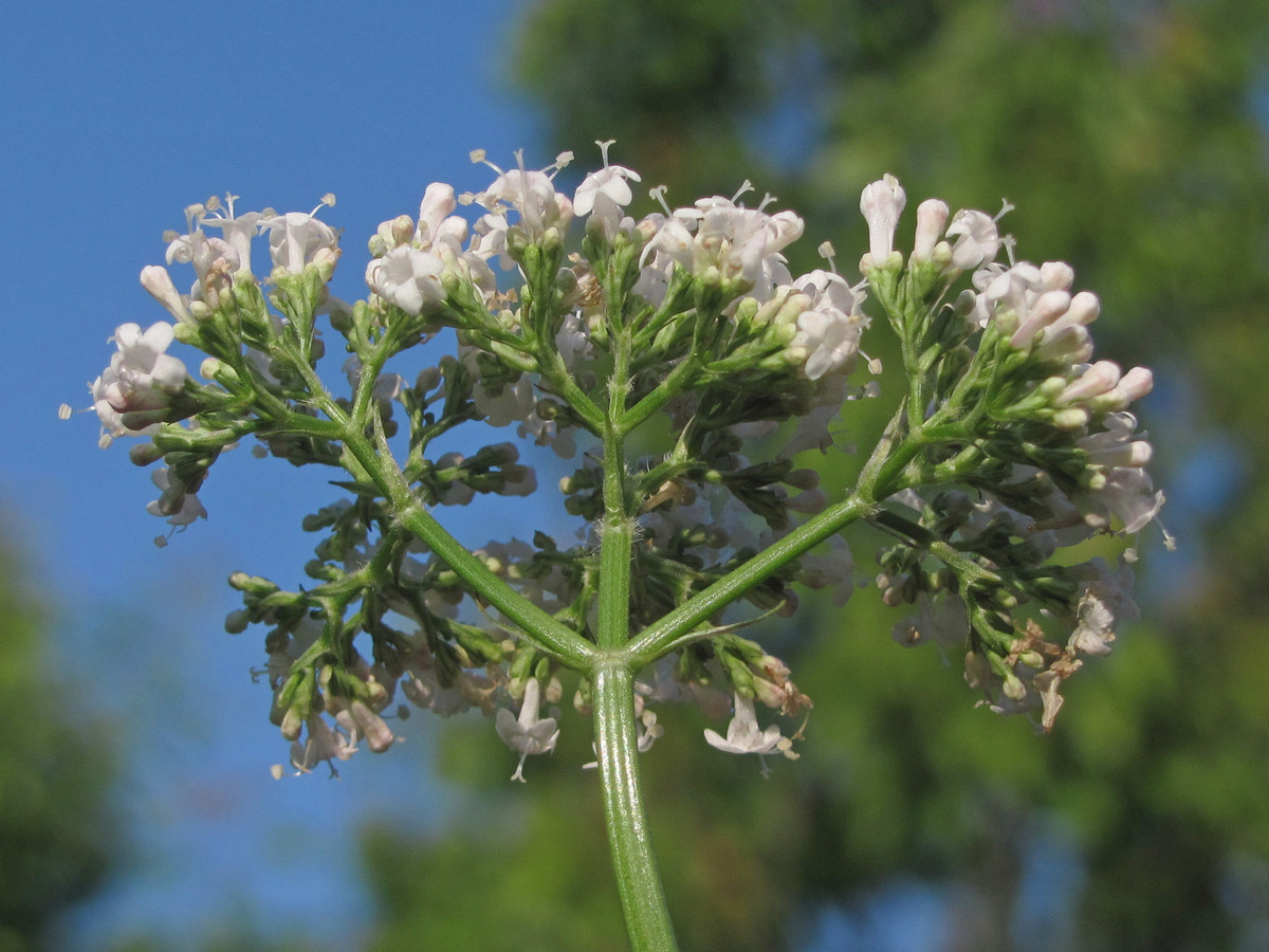 Изображение особи Valeriana grossheimii.