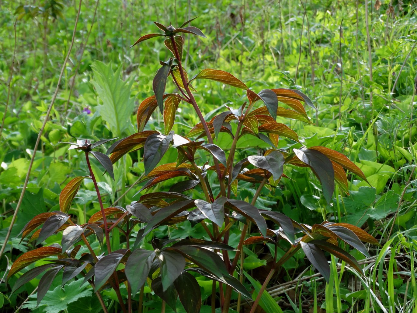 Image of Paeonia lactiflora specimen.