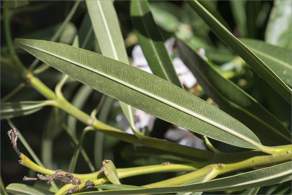 Image of Nerium oleander specimen.