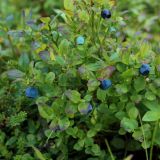 Vaccinium myrtillus