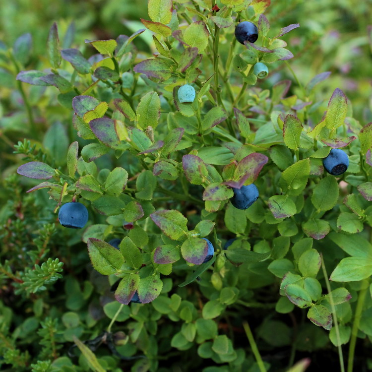 Image of Vaccinium myrtillus specimen.