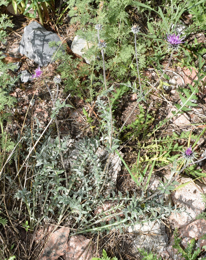 Image of Cousinia bonvalotii specimen.