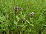 Prunella japonica