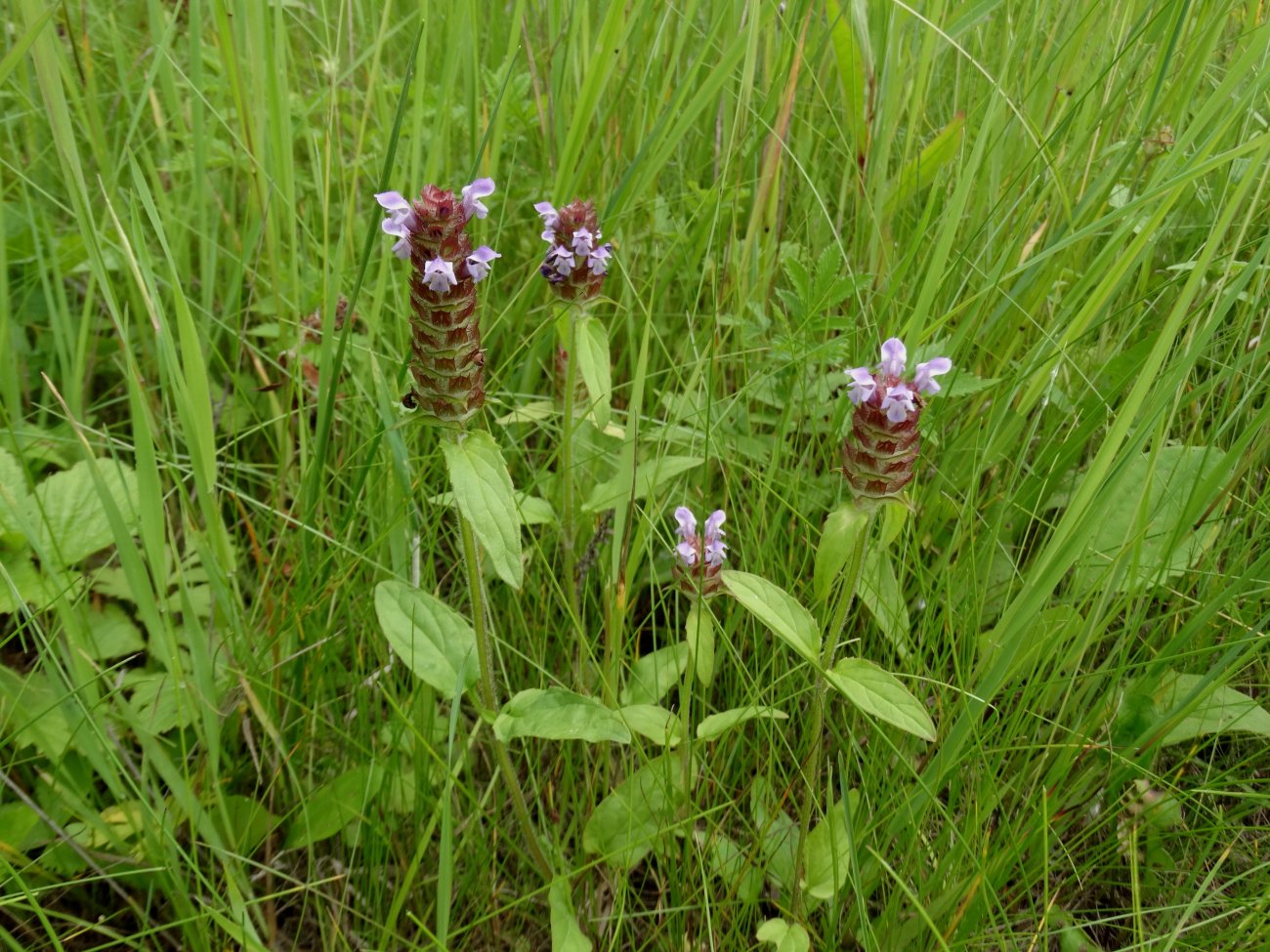 Image of Prunella japonica specimen.