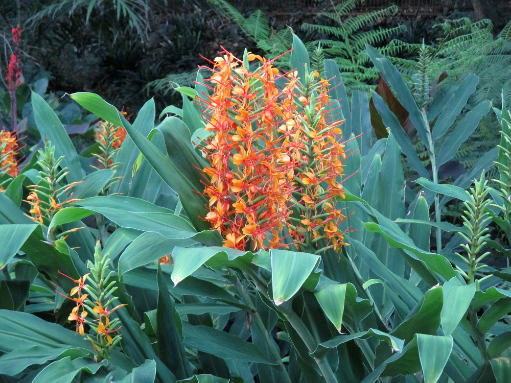 Image of Hedychium coccineum specimen.