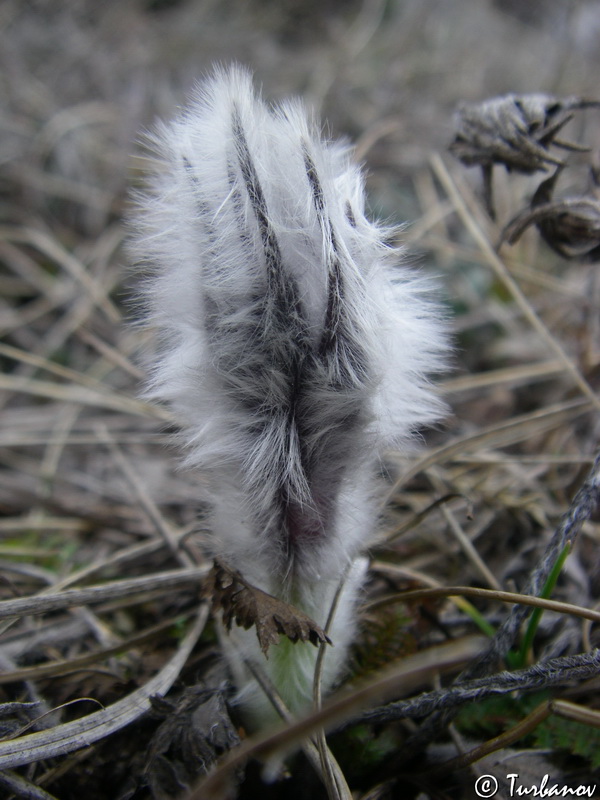 Image of Pulsatilla taurica specimen.