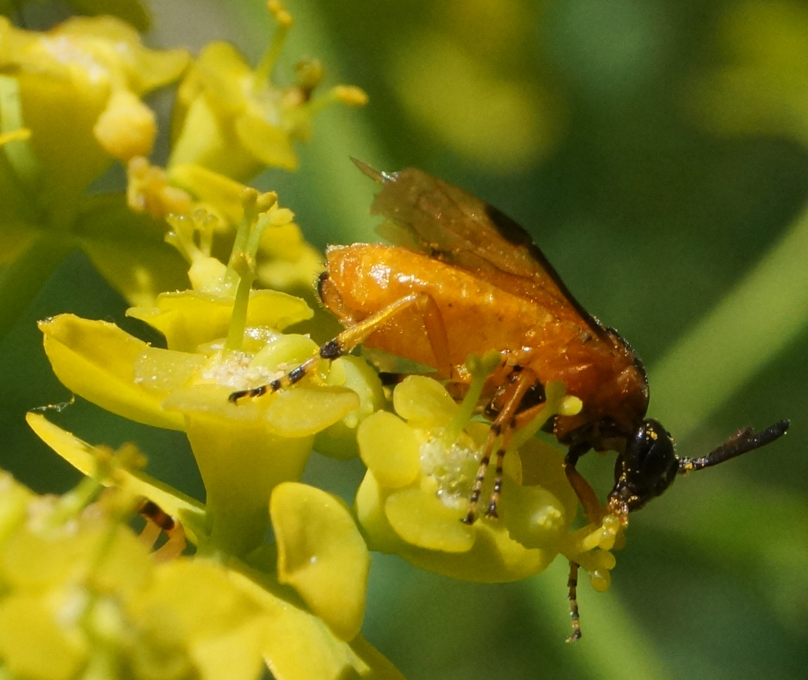 Image of Euphorbia soongarica specimen.