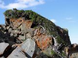 Juniperus turkestanica. Ветровая форма древесного можжевельника, \"заползшая\" на каменную глыбу. Казахстан, Южно-Казахстанская (Чимкентская) обл., заповедник \"Аксу-Джабаглы\"; северный макросклон хр. Таласский Алатау, субширотный гребень хребта в р-не перевала Кши-Каинды; каменный грот с подветренной (южной) стороны, выс. 3100 м н.у.м. 1 августа 2016 г.