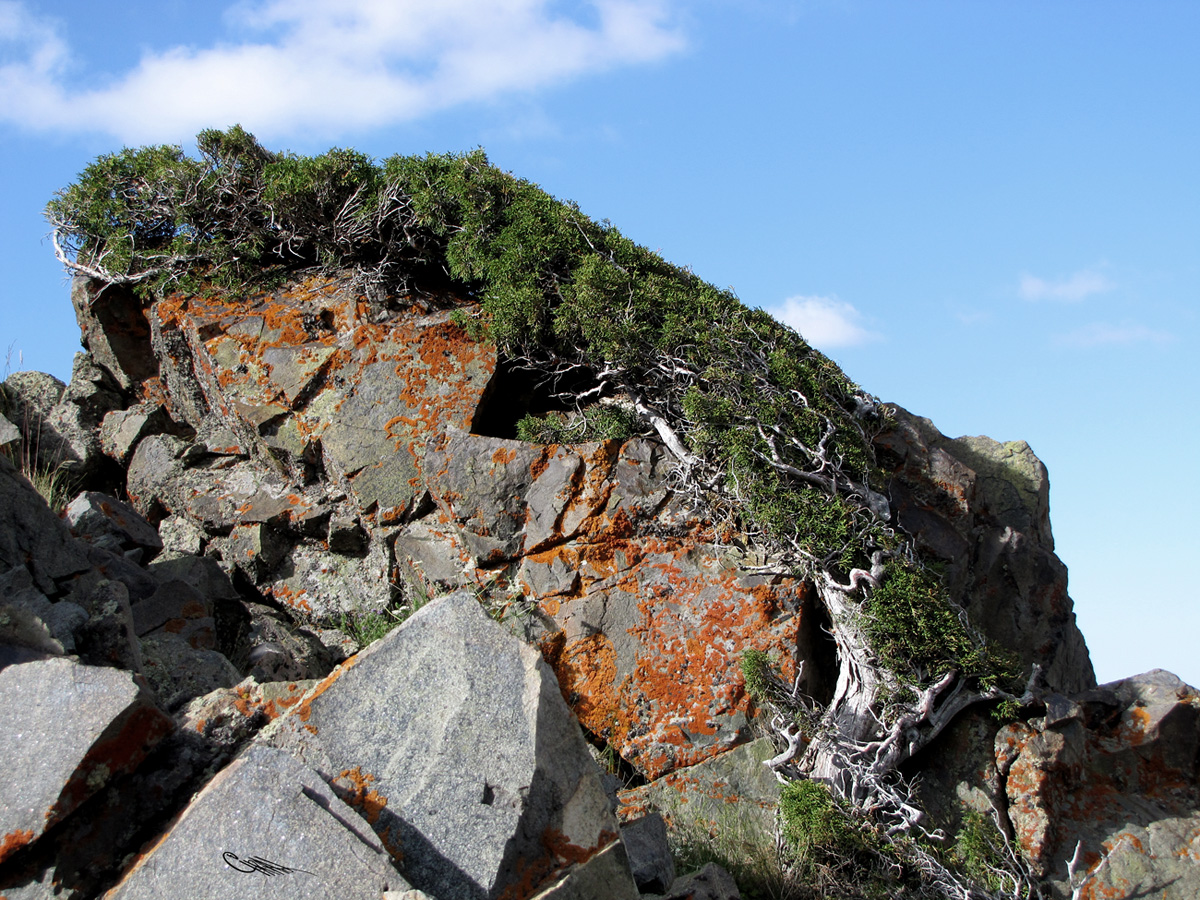 Image of Juniperus turkestanica specimen.