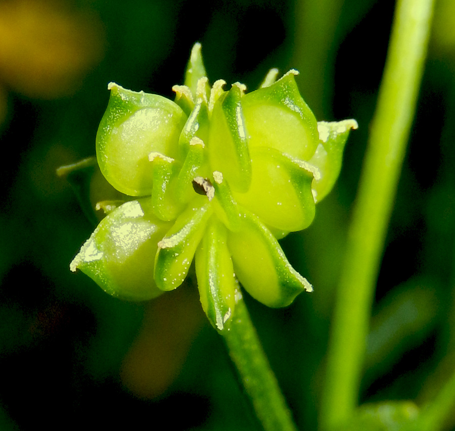 Изображение особи Ranunculus sardous.