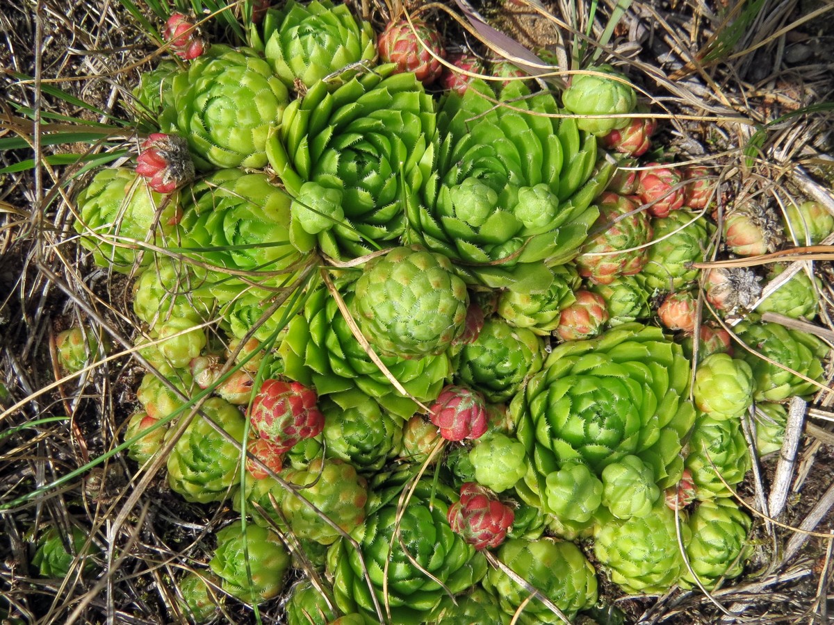 Изображение особи Jovibarba globifera.