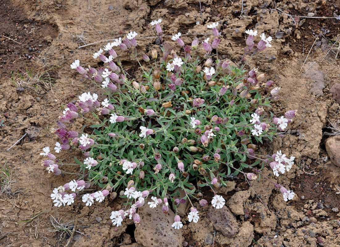 Image of Oberna uniflora specimen.