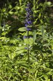 Ajuga reptans
