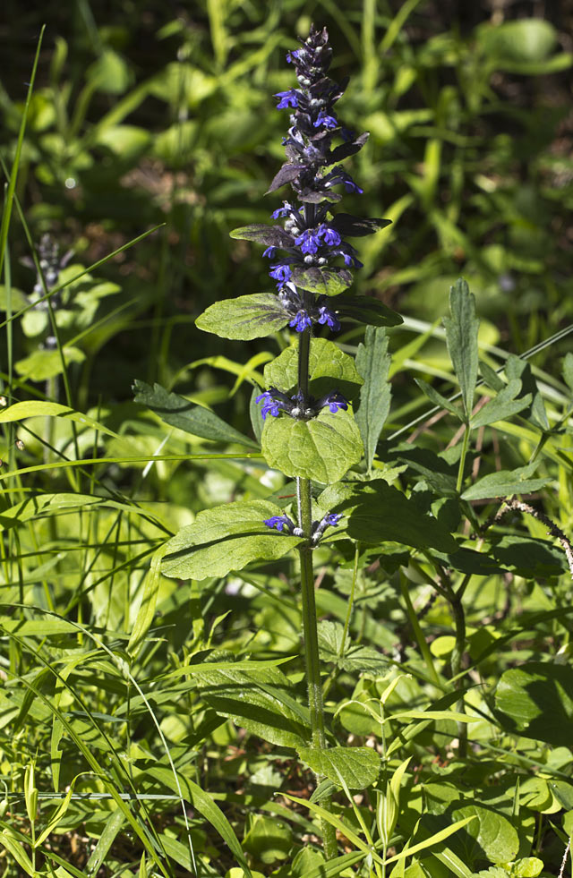 Image of Ajuga reptans specimen.