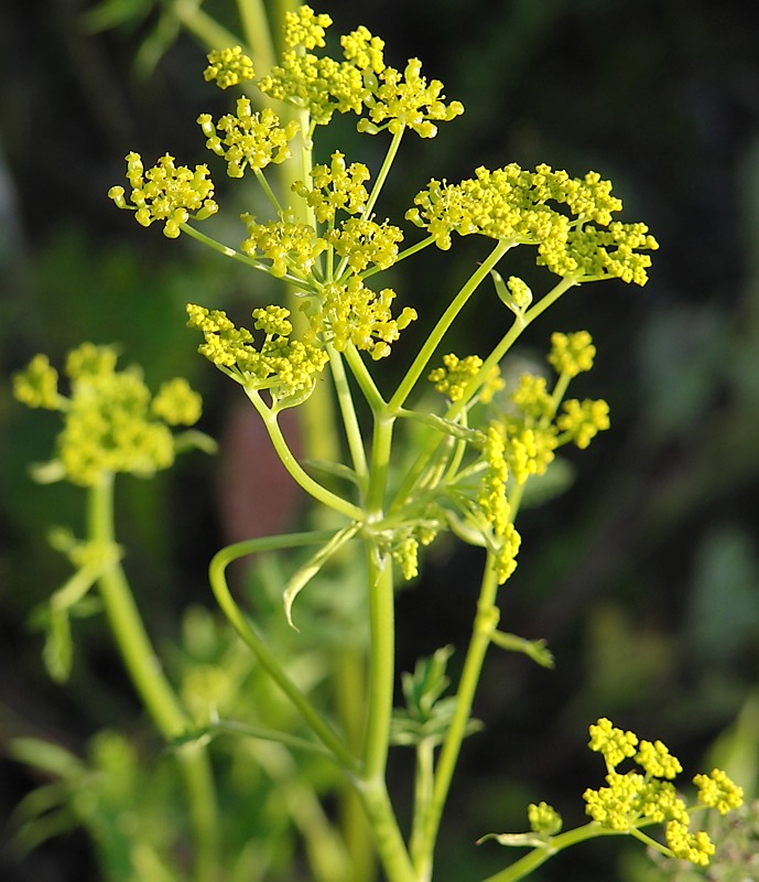 Image of Pastinaca sativa specimen.